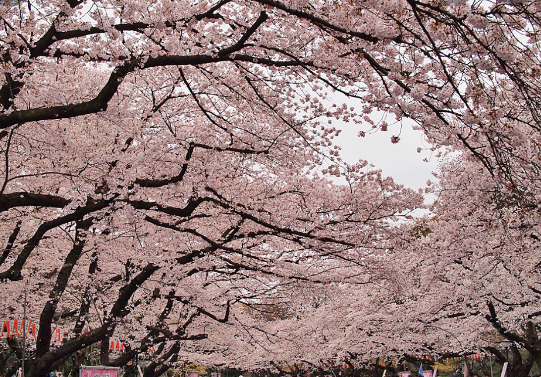 乱舞する桜と音楽の響宴～「東京・春・音楽祭」